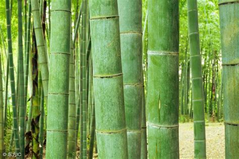 竹子生長週期 完犢子是什麼意思